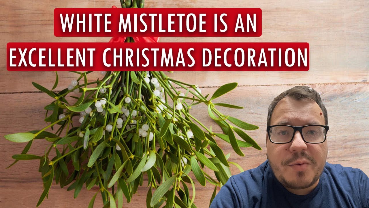 An ancient herb, white mistletoe is an excellent Christmas decoration🎄😮 - hillvitalusa.com