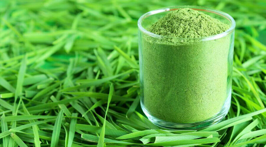 Discover the amazing benefits of wheatgrass powder!