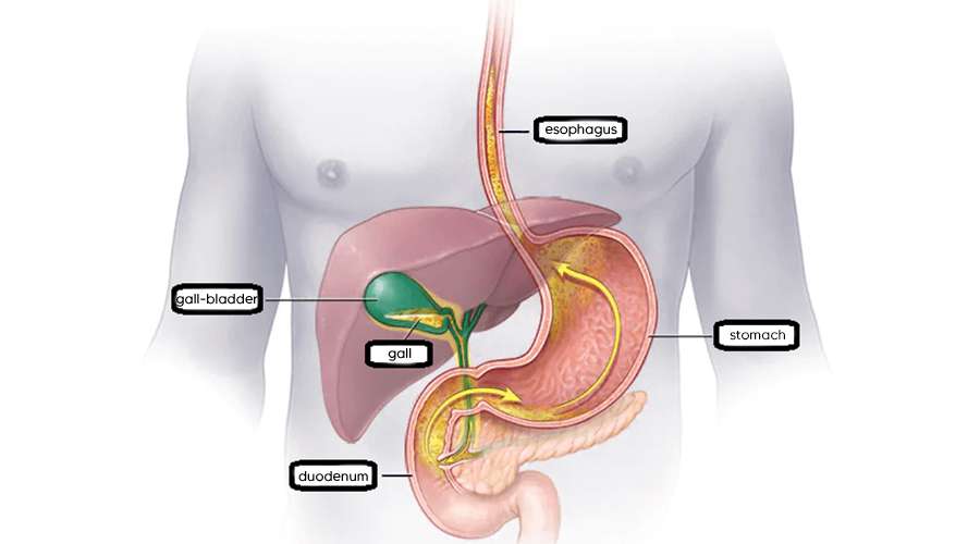 The location of the bile