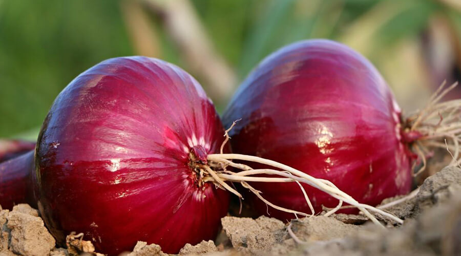 The medicinal properties of purple onion