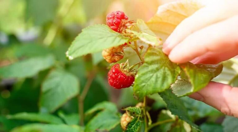 A girl is holding a raspberry plant.