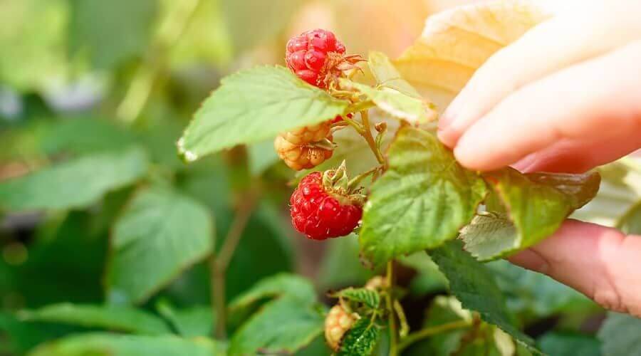 The medicinal properties of raspberry leaf tea you need to know about!