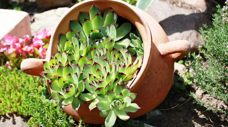 A stone rose leaf is placed in a clay pot on the grass.