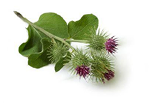 Burdock