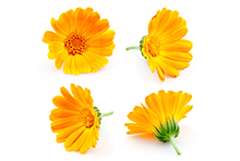 Calendula