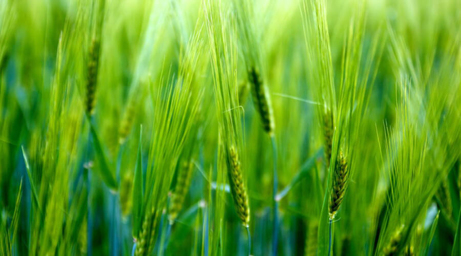 Green barley may be the best herb for civilisation diseases