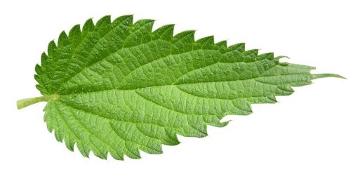 Nettle