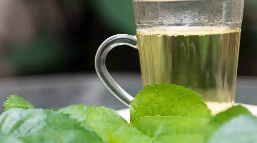 The amazing medicinal properties of wild blackberry leaf tea