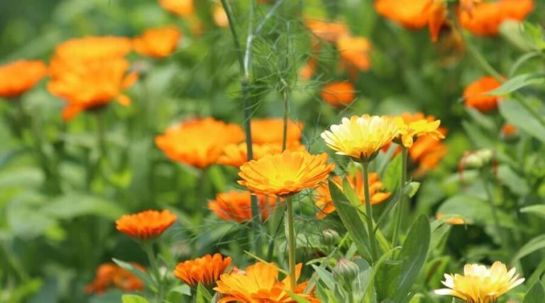A garden in which marigold flower are growing