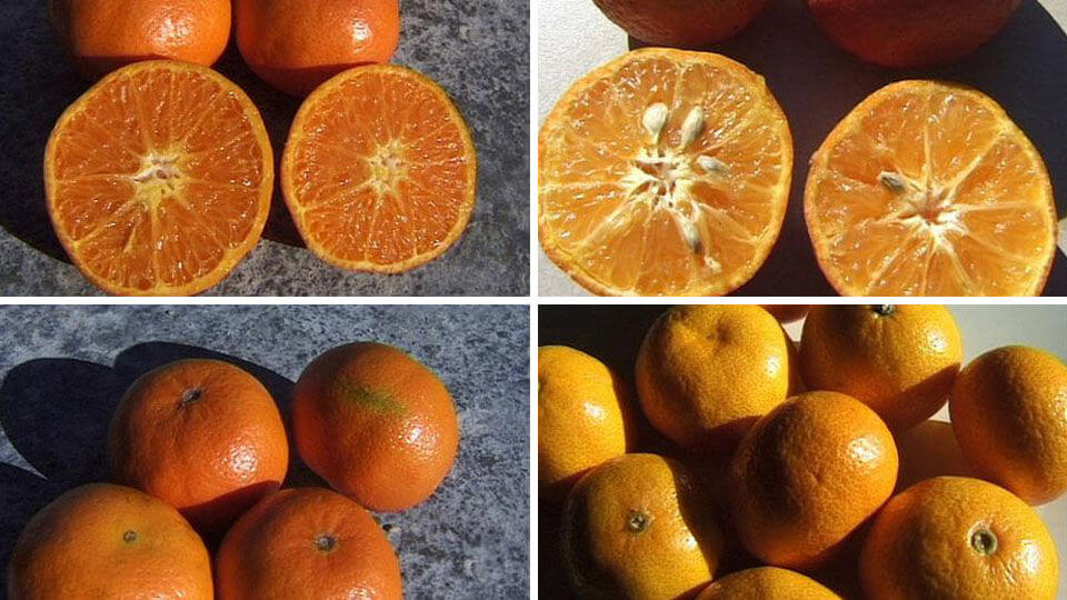 Clementine on the left and mandarin on the right.