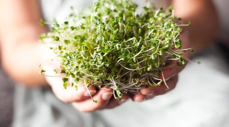 A women is kept a plant in her hand