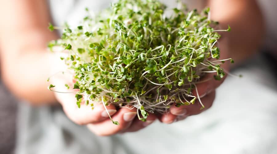 Germination at home? We show you how to do it!