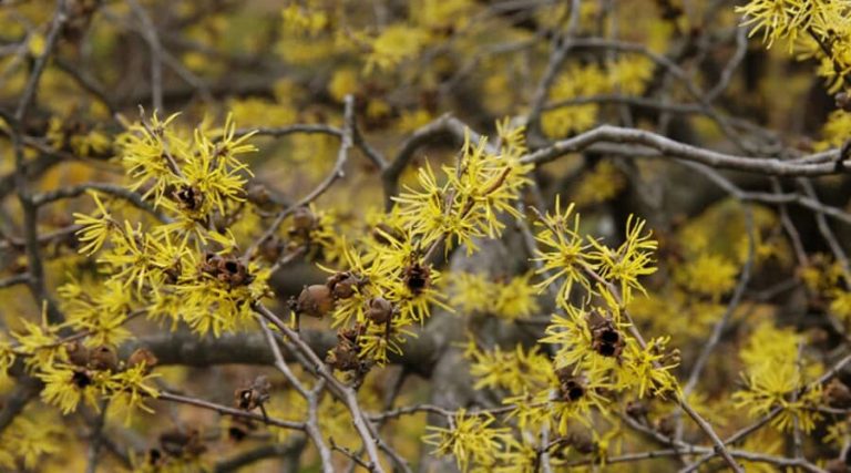Close up of flower witch hazel and its health benefits
