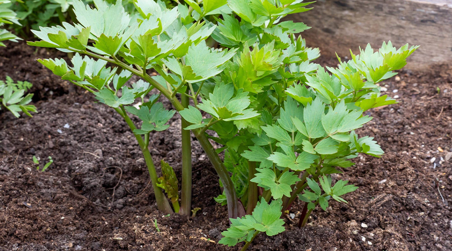 This is what you need to know about the healing lovage!
