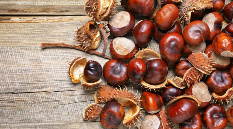 A horse chestnut kept on the wooden background which helps to the healing veins