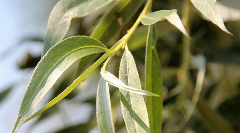 close up of willow leaves