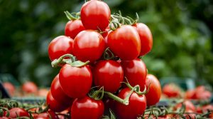 Why tomatoes are healthy?