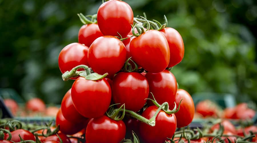Tomatoes: vegetable or fruit?
