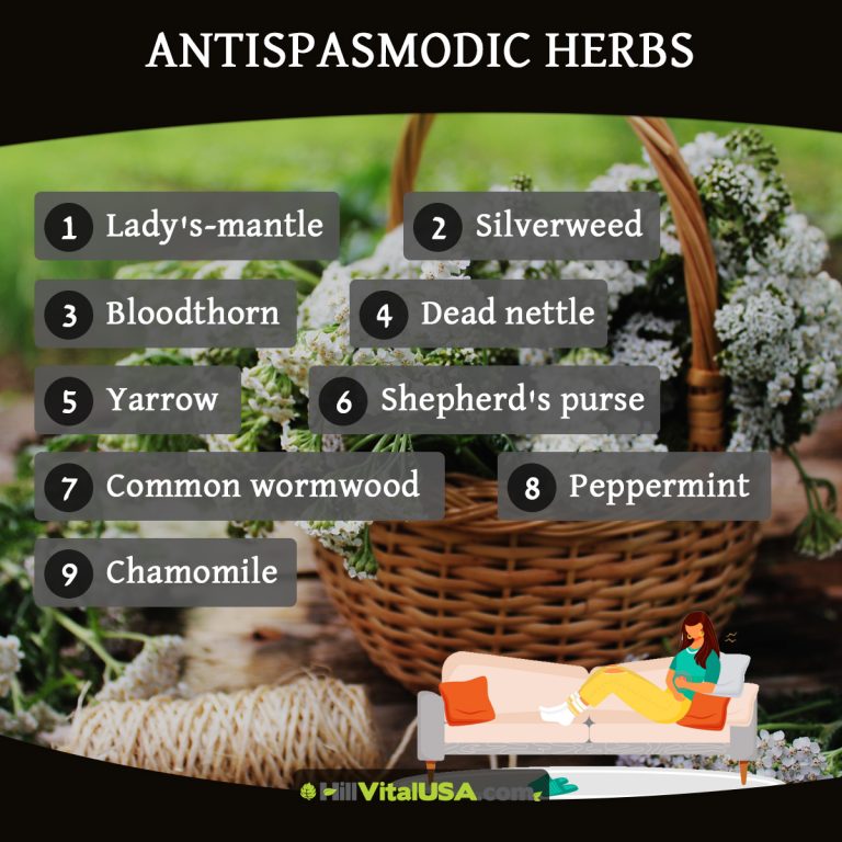 A detailed infographic highlighting the antispasmodic herbs