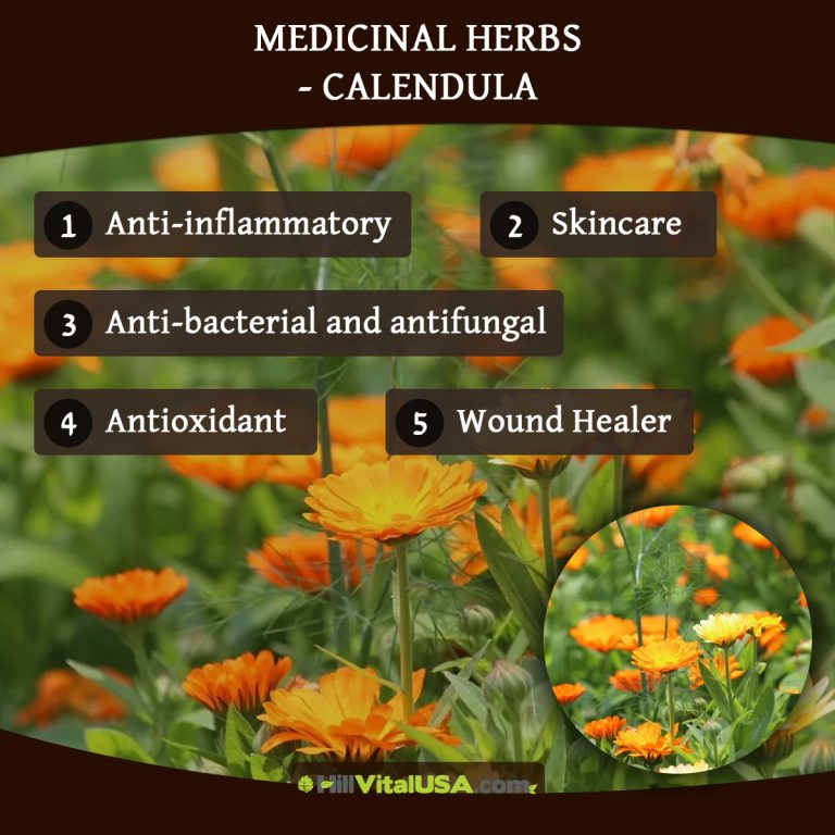 A detailed infographic highlighting the medicinal herbs calendula