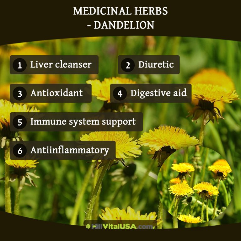 A detailed infographic highlighting the benefit of medicinal herbs dandelion