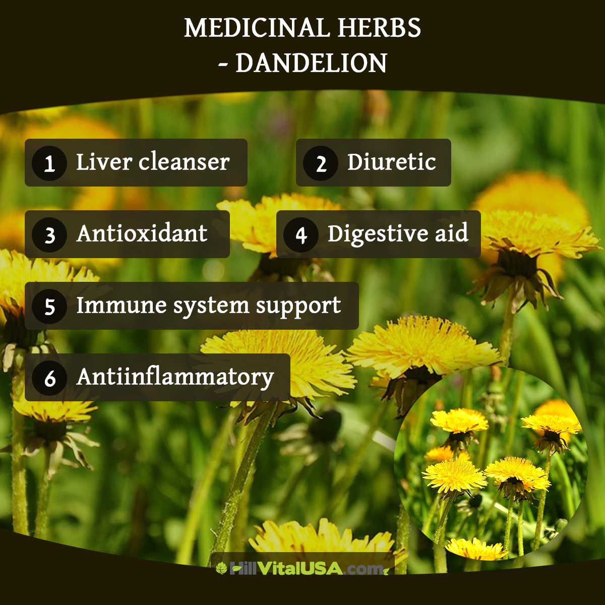 Medicinal Herbs – Dandelion