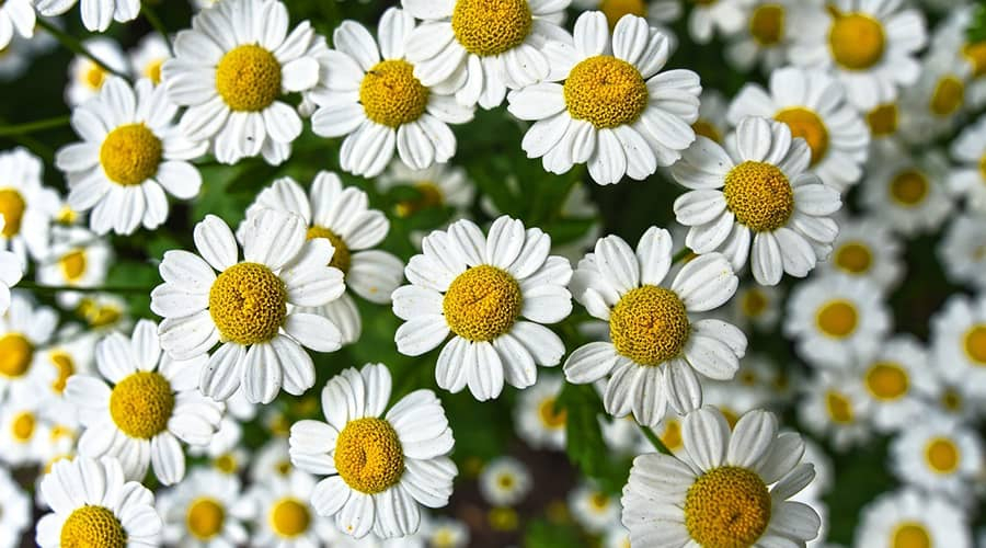 Homemade chamomile tincture