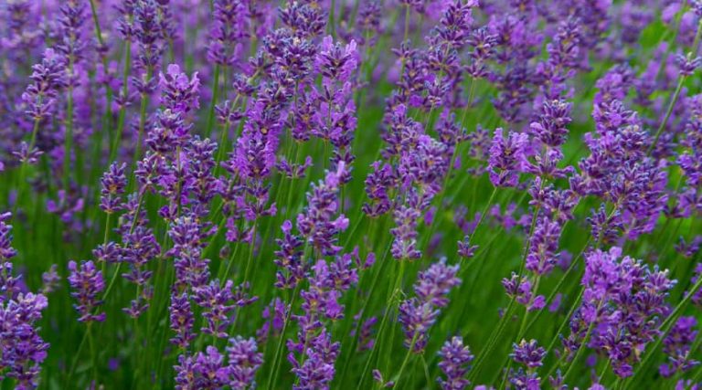 A field full of lavender plants.