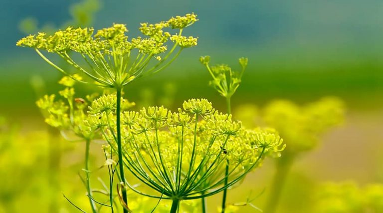 fennel tea plant
