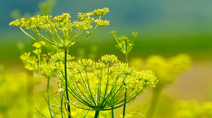 Making fennel tea