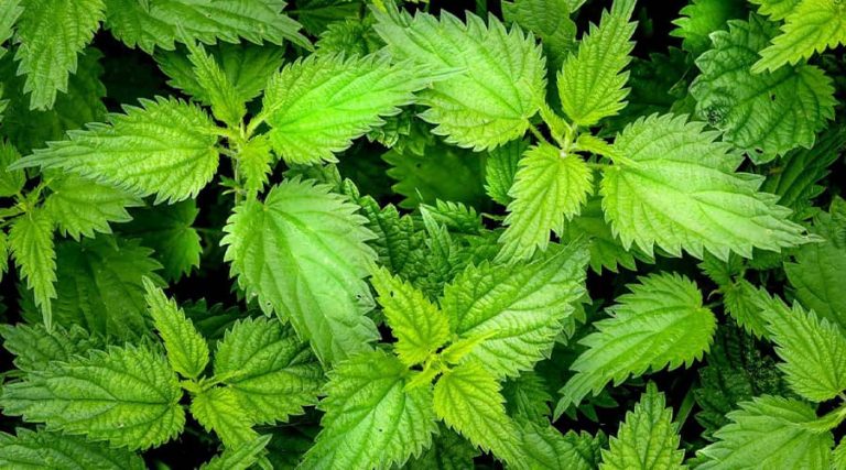 A field full of nettle leaf plants.