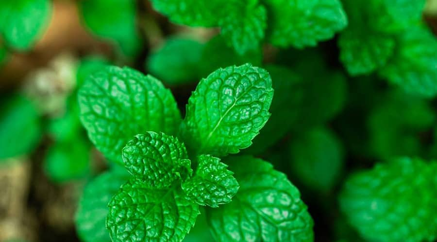 Making peppermint oil at home