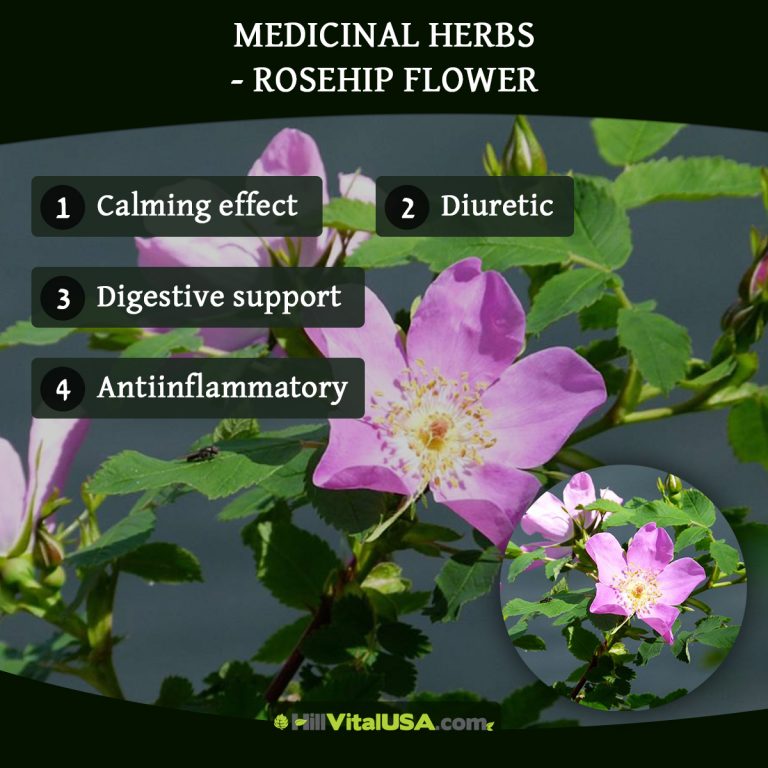 A detailed infographic highlighting the Rosehip Flower