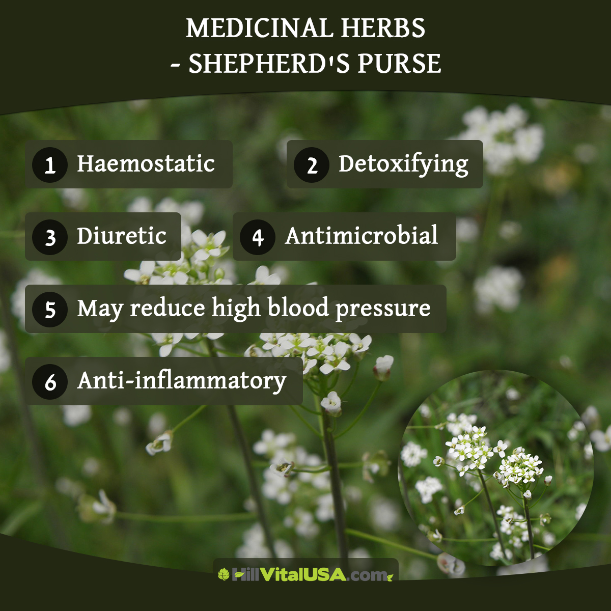 Medicinal Herbs – Shepherd’s Purse