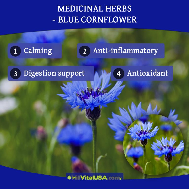 A detailed infographic highlighting the Blue Cornflower