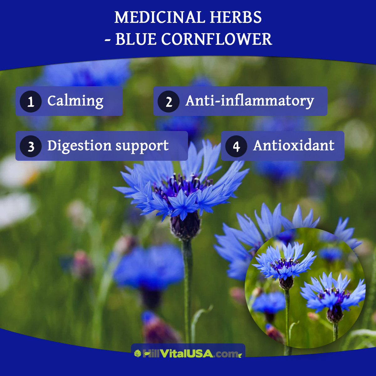 Medicinal herbs – Blue Cornflower