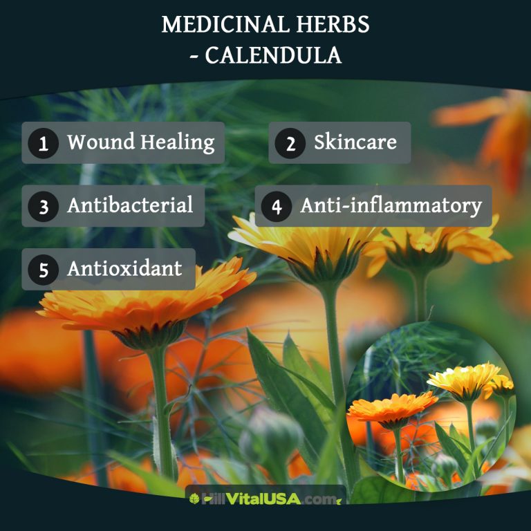 A detailed infographic highlighting the benefit of Medicinal herbs - Calendula