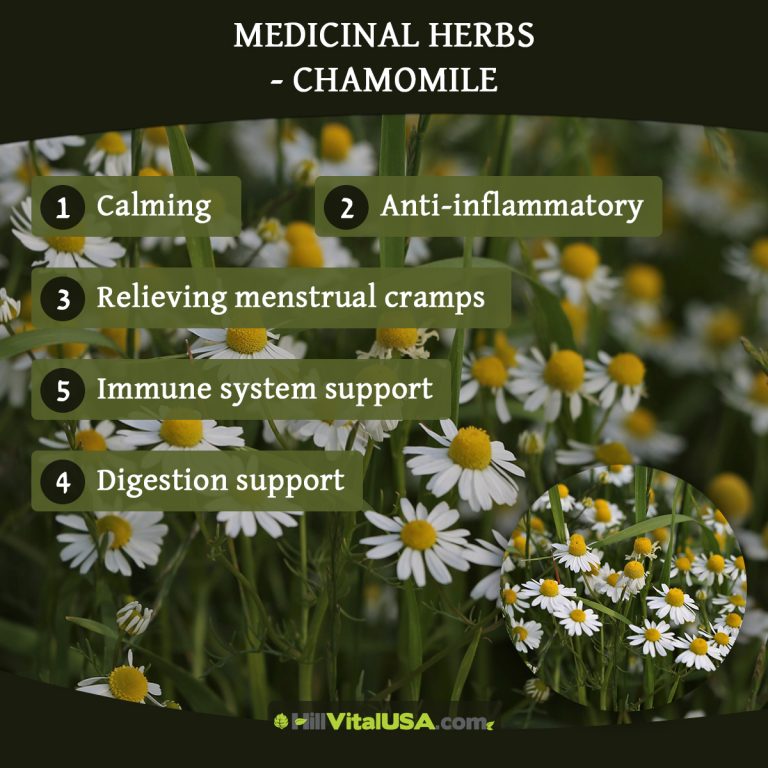 A detailed infographic highlighting the benefit of Medicinal herbs - Chamomile