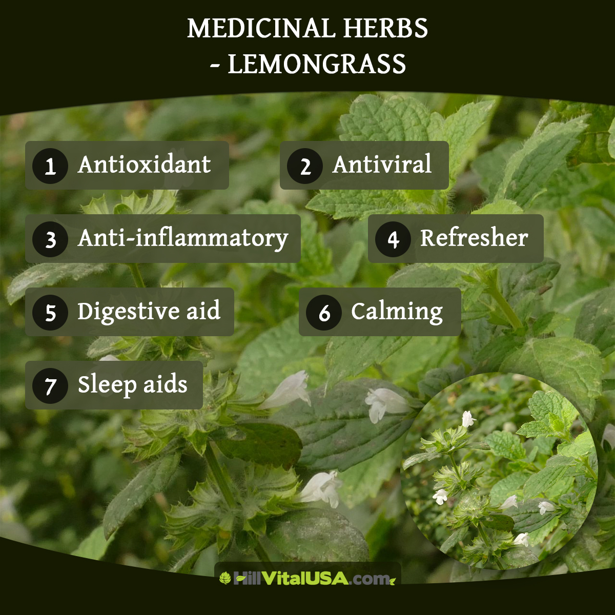 Medicinal herbs - Lemongrass
