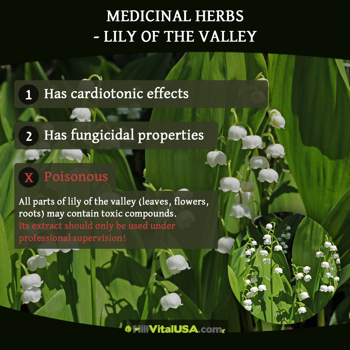 Medicinal herbs – lily of the valley