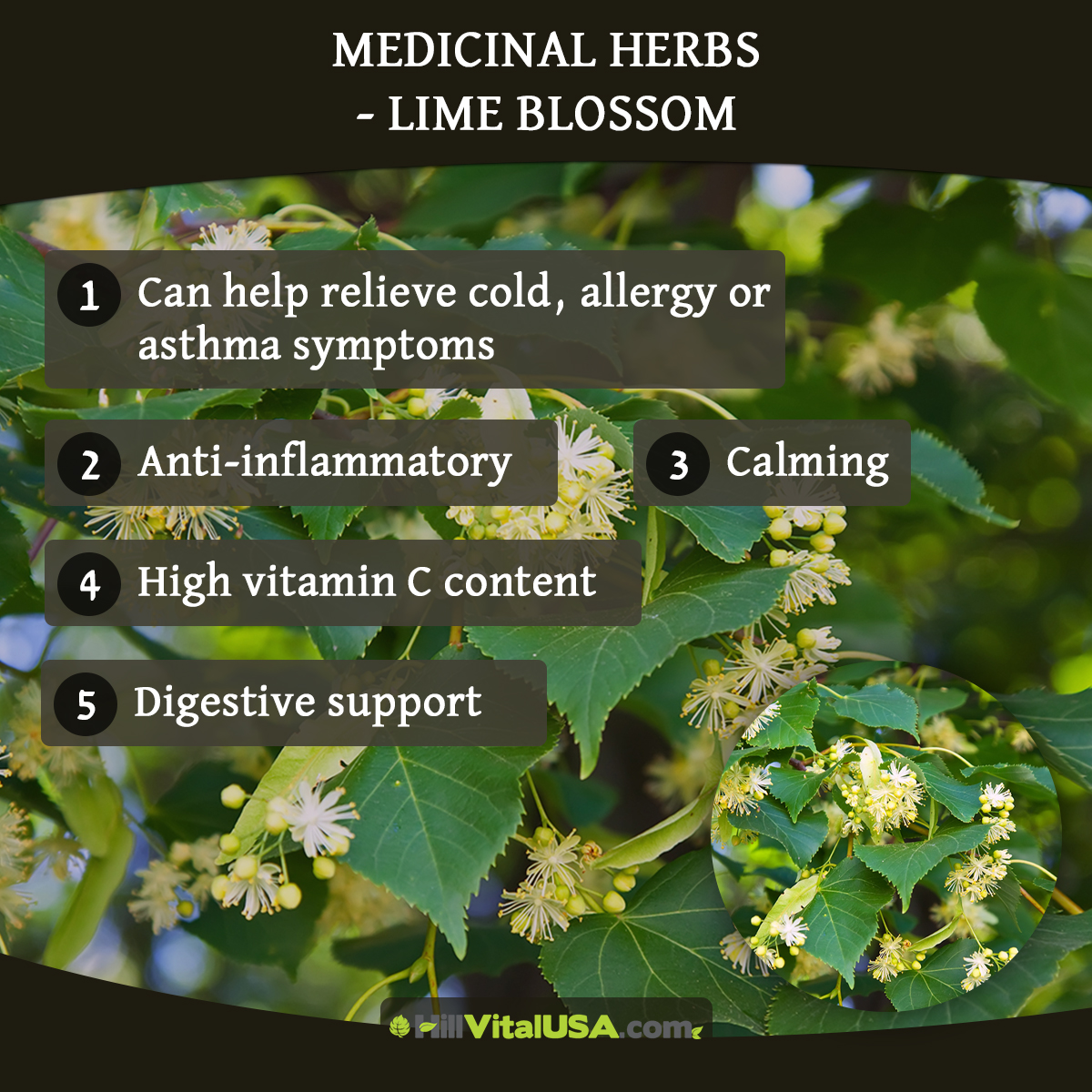 Medicinal herbs - Lime Blossom