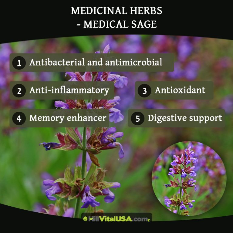 A detailed infographic highlighting the benefit of Medicinal herbs - Medical Sage