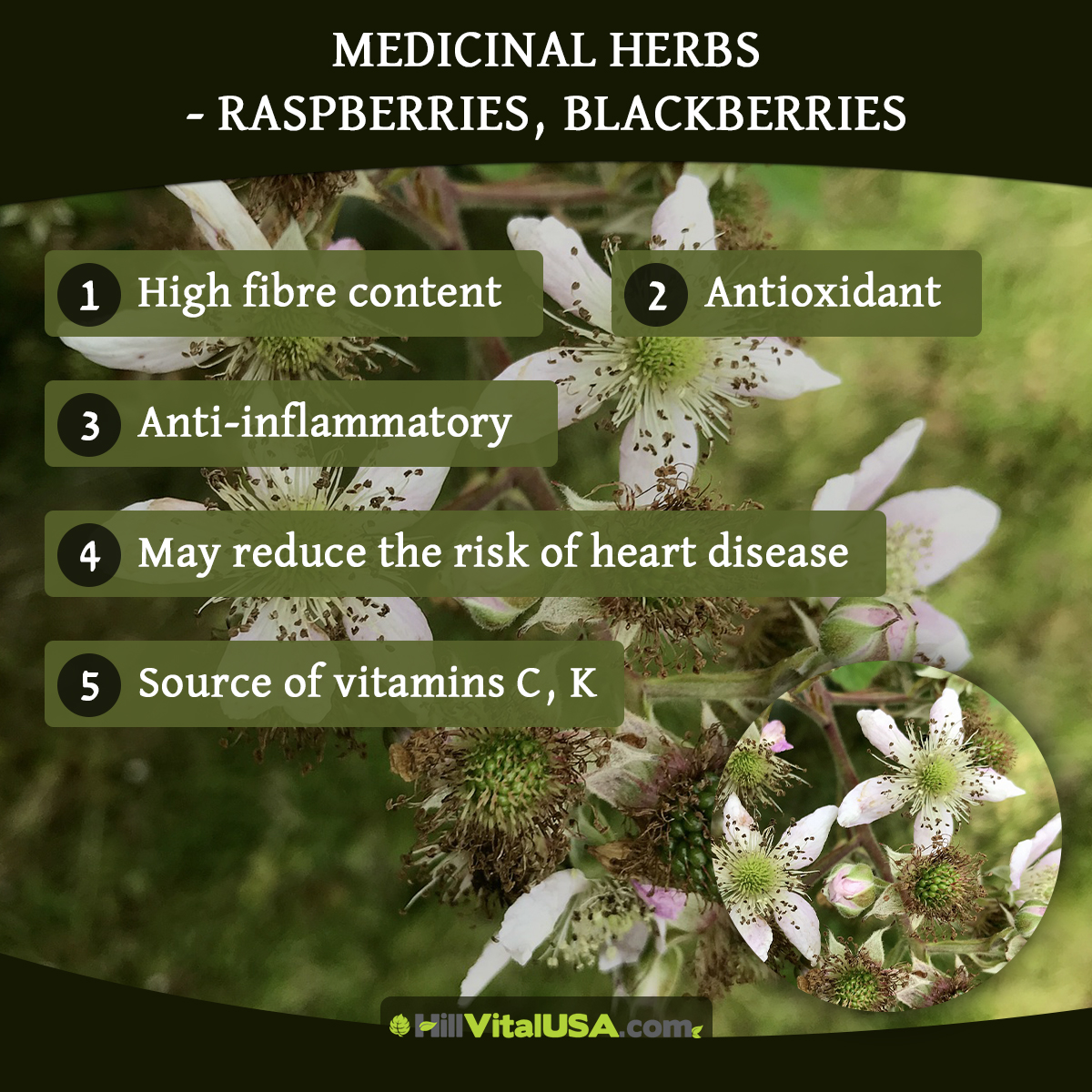 Medicinal herbs – Raspberries, Blackberries