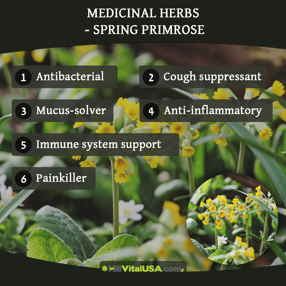 Medicinal herbs – Spring primrose