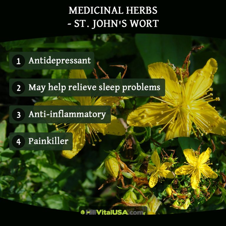 A detailed infographic highlighting the benefit of medicinal herbs ST john wort