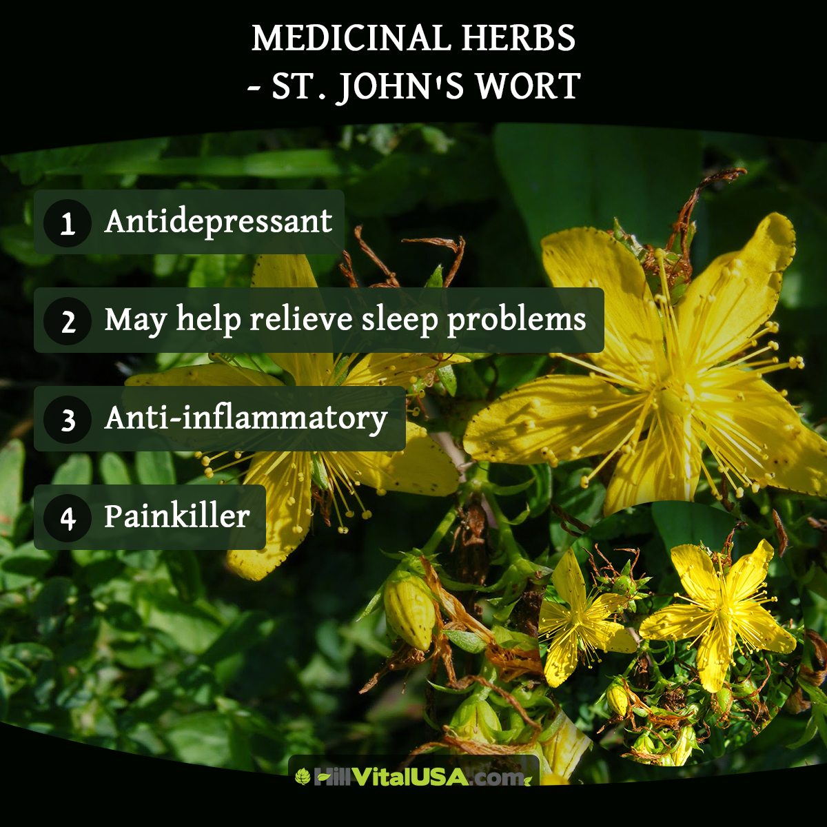 Medicinal herbs – St. John’s wort