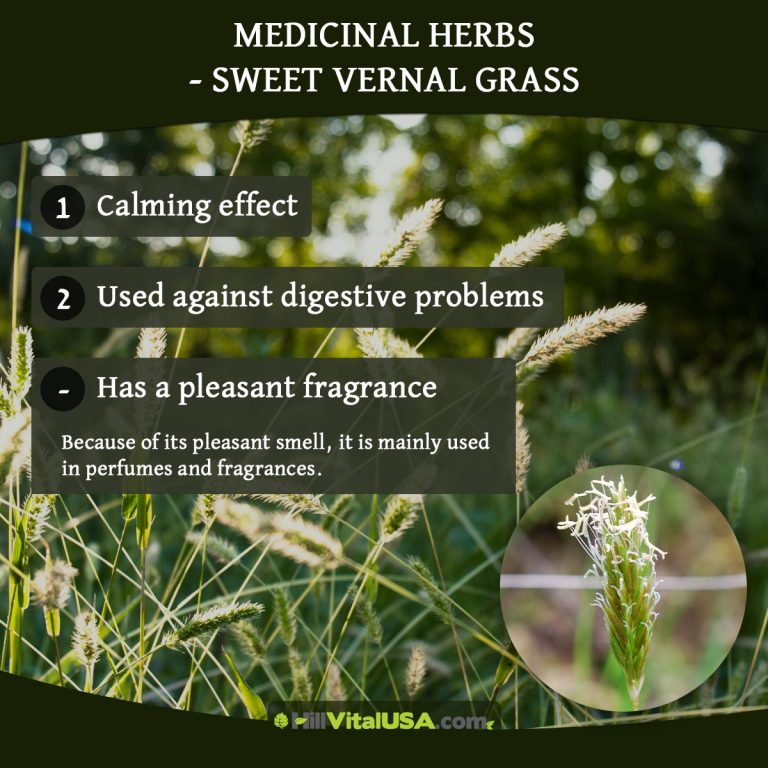 A detailed infographic highlighting the Sweet vernal grass