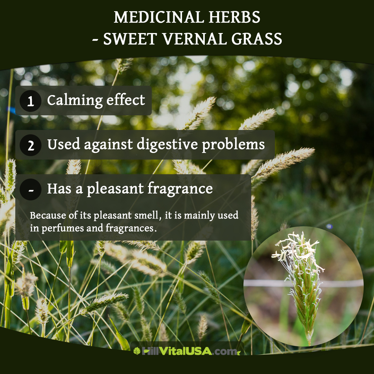 Medicinal herbs – Sweet vernal grass