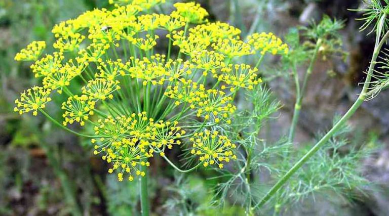 plant of dill placed in a garden