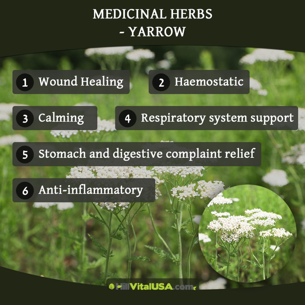 Medicinal herbs - Yarrow